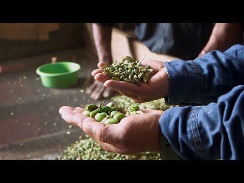 香料公司勝訴！成功免除川普全球10%關稅！ (Spice Company Wins Suit Over 10% Trump Global Tariffs)
