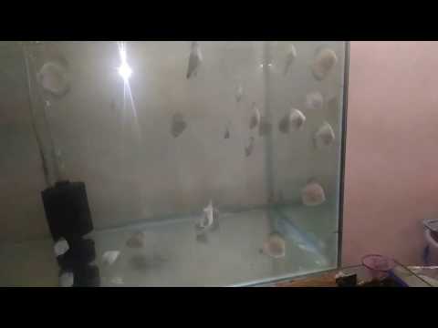 DISCUS FISH GROWTH PART 2