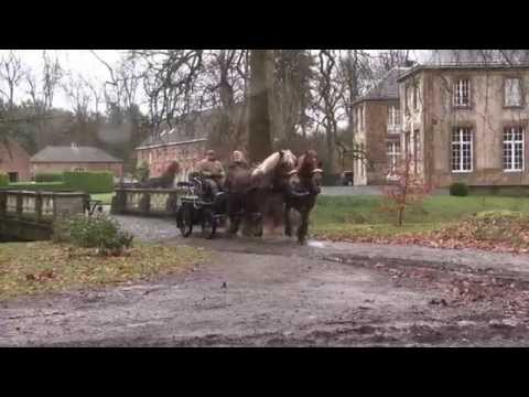 Belgian Draft Horses-excursion in the beautiful land of Schiplaken