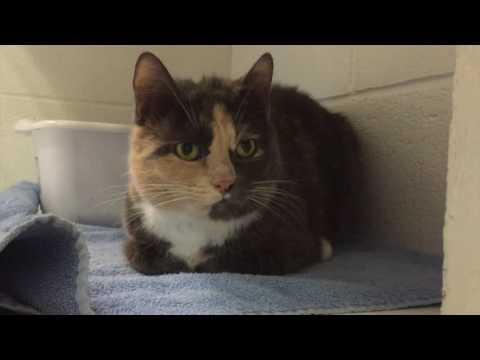 Mona Lisa, an adopted Calico & Domestic Short Hair Mix in Briarcliff Manor, NY_image-1