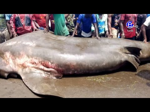 PIDGIN NEWS WEDNESDAY 21st APRIL 2021 - EQUINOXE TV