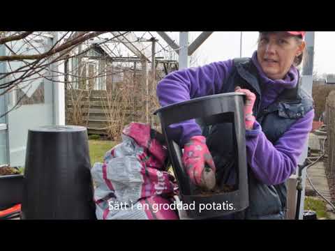 Odla potatis i hink - Skabarafixa