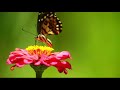 COPYRIGHT FREE VIDEOS And Music FLOWER AND BUTTERFLY NATURAL SCENE BUTTERFLY STATUS Status