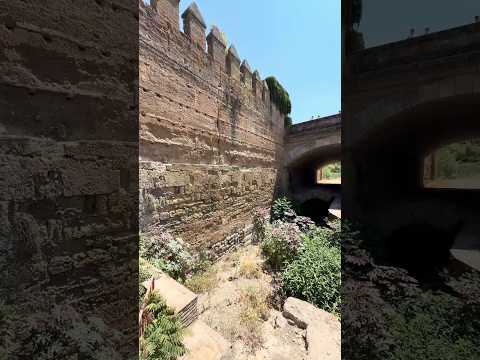 Cuatro nidos de avispón oriental en la Muralla de Córdoba: agua y comida de colonia felina. IAS-CSIC