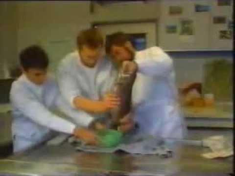 Der Urzeitcode (Ciba Geigy Experiment) Teil 2