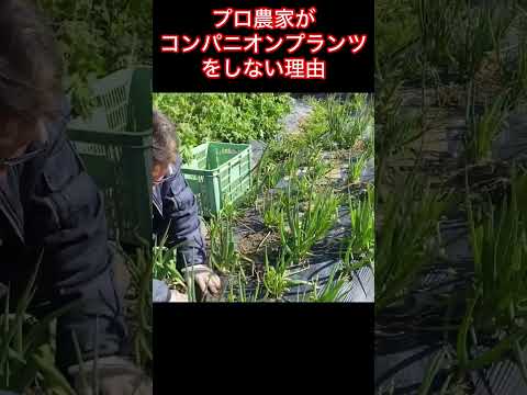 植物 キンレンカ ゼラニウム ぶら下がっているプラ​​ンター 春の開花