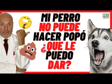 ✅MI PERRO NO PUEDE HACER POPO, ¿QUE LE PUEDO DAR? ✅REMEDIOS CASEROS PARA EL ESTREÑIMIENTO EN PERROS