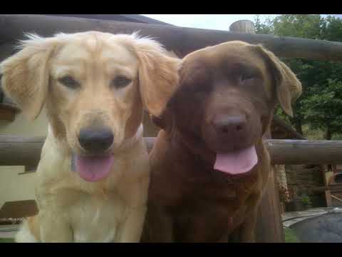 'L Ramassin - Busca - Italy