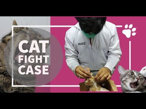 Cat  Fight Case | Cat Fight Wound Treatment | Cat Bite Abscess Treatment | Cat Pain Management