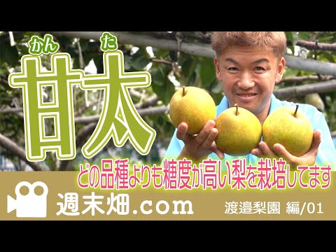 梨の古品種:おすすめ25品種 庭の練習