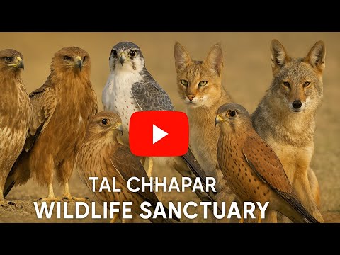 Wildlife Photography in Tal Chhapar Sanctuary | 4K Dolby Vision