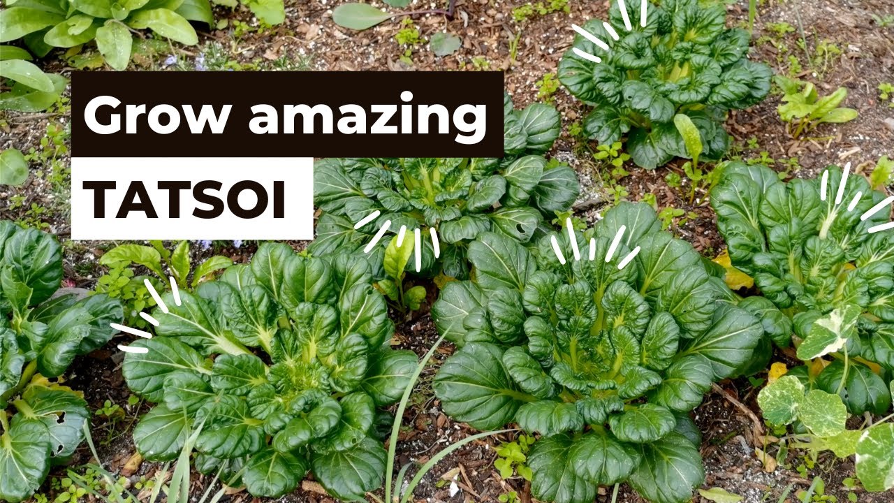How to grow amazing Tatsoi Asian Greens - YouTube
