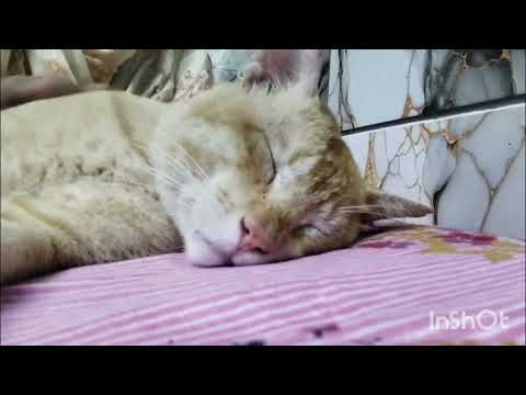 Kese nakhre kar raha hai 