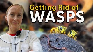GET RID OF YELLOW JACKETS - Traps That Work & How to Remove a Nest