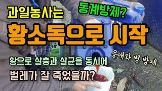 과일농사 동계방제 황소독으로 살충 및 살균소독합니다 석회유황합제 기계유유제 응애방제 병방제
