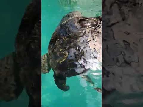 アカウミガメについて詳しく解説