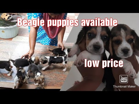 Beagle puppies available with kci paper|low price |best price |Bommu pets salem |ph.8695783838