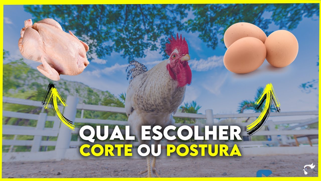 Qual LUCRA MAIS na CRIAÇÃO DE GALINHAS CAIPIRAS?