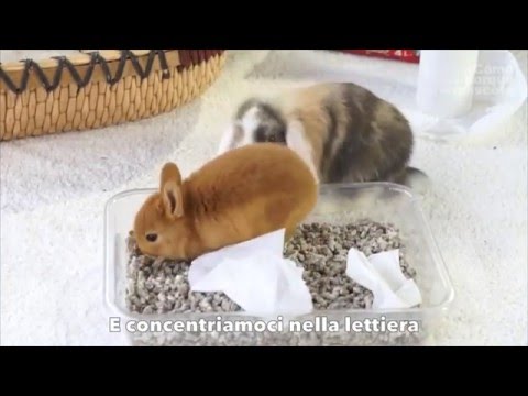 Ascarids e vermi di una fotografia e un nome Il raccogliere di un calla su uova un verme protozoa