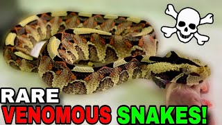 Feeding World’s MOST Venomous Snakes!
