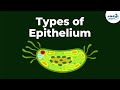 Types Of Epithelial Tissue Animal Tissues Infinity Learn