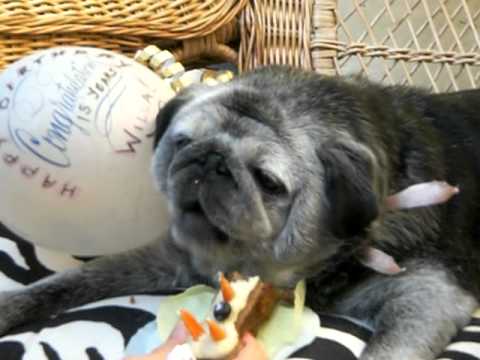 Wilhelmina the pug's 15th birthday