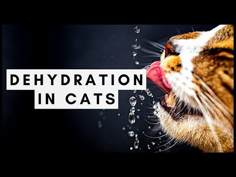 Dehydration In Cats