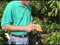A04 Julie Mango Description