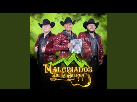 Tus Bellos Pechos (En Vivo)