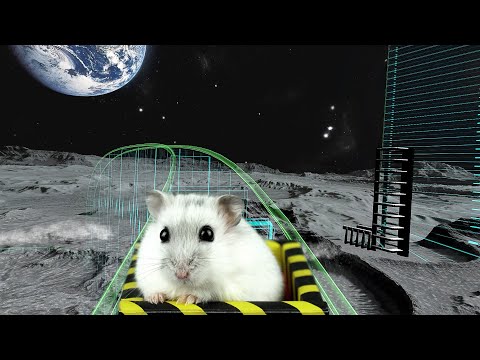 Hamster in Roller Coaster Spaceport | Hamsters maze