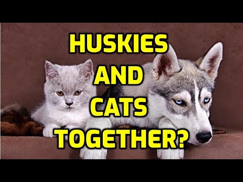 Do Huskies Get Along With Cats?