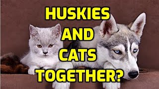 Do Huskies Get Along With Cats?