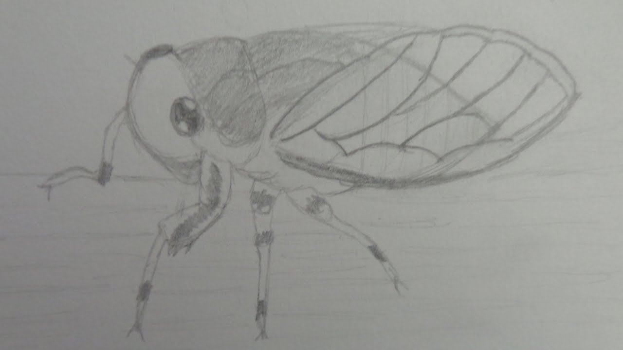 CHICHARRA - como DIBUJAR una CHICHARRA (CIGARRA) Paso a P@so. // DIBUJOS FACILES