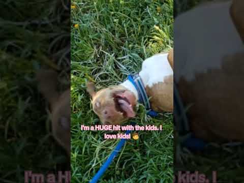 Dakota, an adoptable Vizsla & Pit Bull Terrier Mix in Albuquerque, NM_image-1
