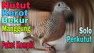 Download lagu PERKUTUT LOKAL GACOR SUARA BESAR KHUSUS NUTUT NDUDUK KEROT BEKUR MANGGUNG PERKUTUT AGAR CEPAT BUNYI mp3 Download lagu PERKUTUT LOKAL GACOR SUARA BESAR KHUSUS NUTUT NDUDUK KEROT BEKUR MANGGUNG PERKUTUT AGAR CEPAT BUNYI mp3