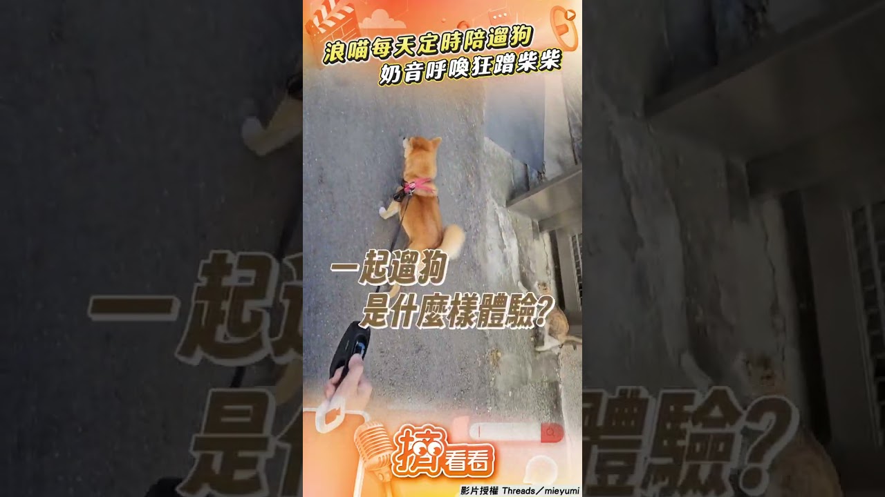 影音／浪喵每天定時蹲門口陪遛狗！　奶音呼喚「狂蹭柴柴」惹融化