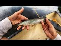 Video Thumbnail for This lake is full of little fish!