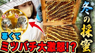 冬のハチミツ採取に行ったら寒くてミツバチ大激怒！？