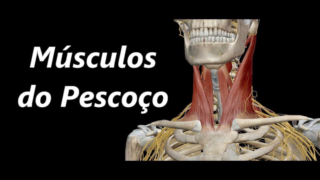 Anatomia dos Músculos do Pescoço em 3D
