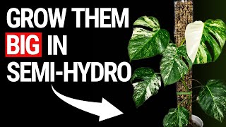 Who Said You Can't Grow Big Plants in Semi Hydroponics?