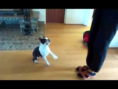 Boston terrier Agnes doing tricks