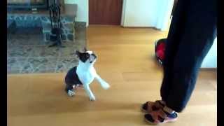 Boston terrier Agnes doing tricks
