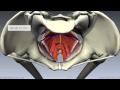 Pelvic Floor Part 1 - The Pelvic Diaphragm - 3D ...