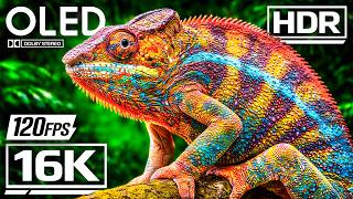 Best TRUE OLED Demo HDR 12K VIDEO Ultra HD Dolby Vision™ 60fps