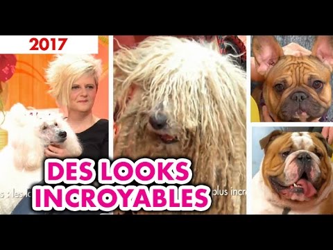 C'est mon choix - Chiens : les looks les plus incroyables - S2