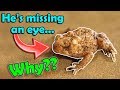 All About Deformities in Amphibians (and what causes them)