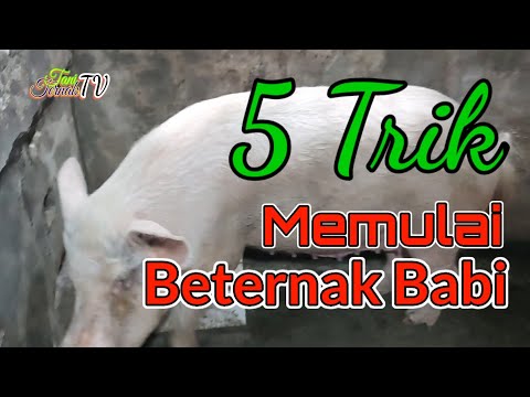 , title : '5 Trik Memulai Beternak Babi'