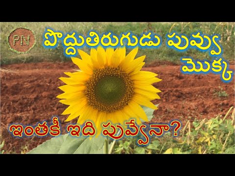 , title : 'Sunflower plant (పొద్దు తిరుగుడు పువ్వు) /sunflower seeds full info/ nutrition facts/ health tips'