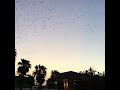 Purple Martin Roost July 17, 2018