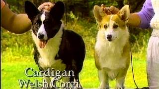 Welsh Corgis Overview - AKC Dog Breed Series